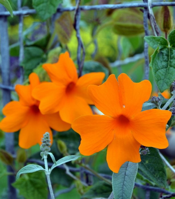 Thunbergia gregorii